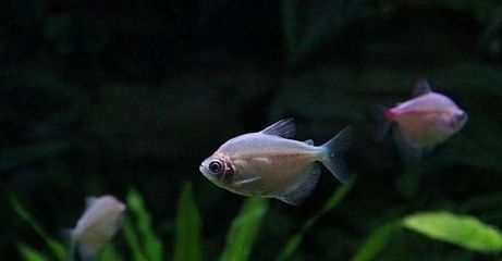氨氮 魚缸 mg：養魚經驗分享踏火逍遙養魚經驗分享踏火逍遙的養魚經驗分享 氨氮 魚缸 mg：養魚經驗分享踏火逍遙養魚經驗分享踏火逍遙的養魚經驗分享 魚缸百科 第4張