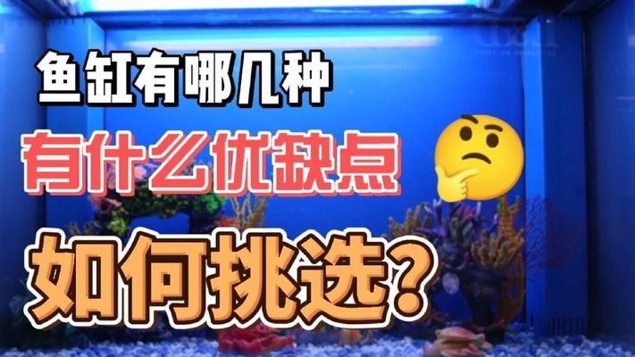 白子銀龍魚價格多少錢一條(白化銀龍魚價格多少錢一條)