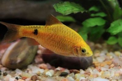 觀賞魚水溫控制技巧，不同種類觀賞魚的水溫控制技巧，觀賞魚水溫控制技巧