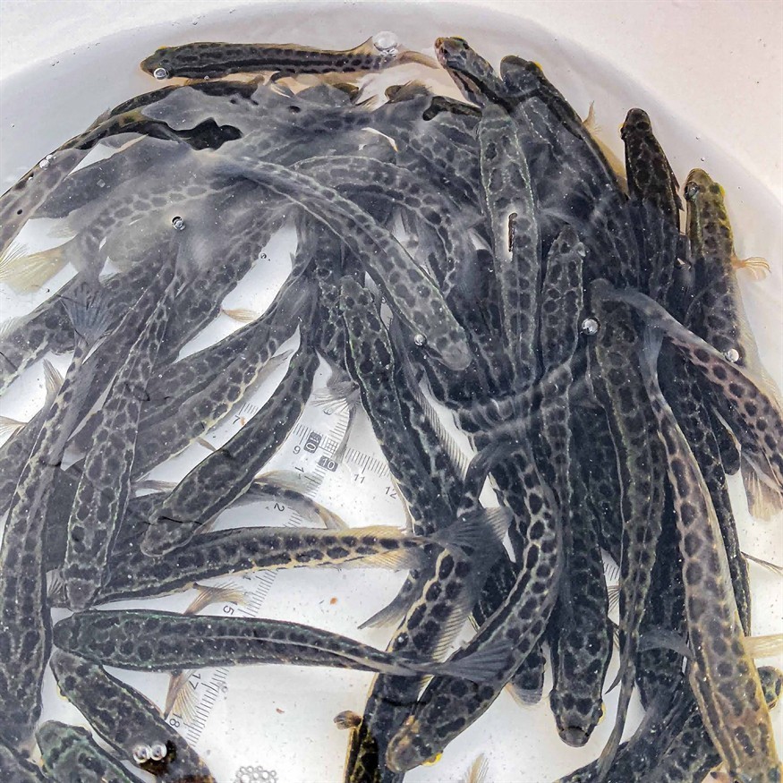 黑魚的飼養技巧與注意事項：黑魚的飼養技巧與常見誤區
