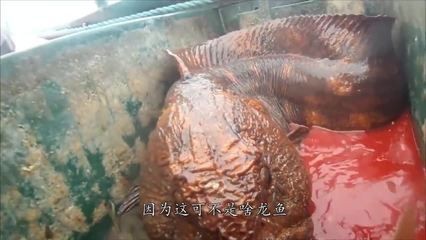 夢見大龍魚可能是對你人際關系的一種提醒，它可能告訴你（周公解夢：夢見大龍魚預示著什么？）