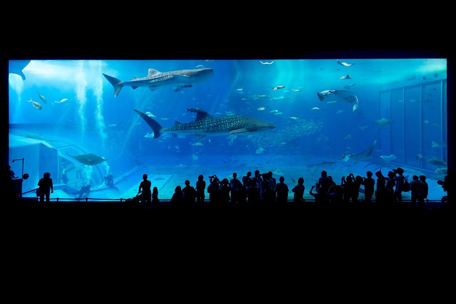 虎林市魚鑫之家水族館 虎魚百科 第1張 虎林市魚鑫之家水族館 虎林市魚鑫之家水族館 虎魚百科 第1張