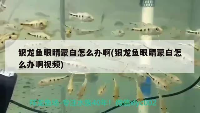 銀龍魚眼睛蒙白怎么辦啊(銀龍魚眼睛蒙白怎么辦啊視頻)