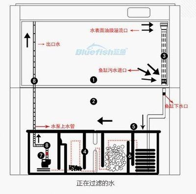 銀龍多少錢:養銀龍魚有什么作用