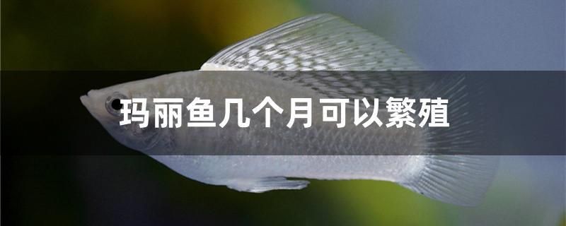 紅色魚缸圖片高清(魚缸壁變紅) 虎魚百科 第1張 紅色魚缸圖片高清(魚缸壁變紅) 紅色魚缸圖片高清(魚缸壁變紅) 虎魚百科 第1張