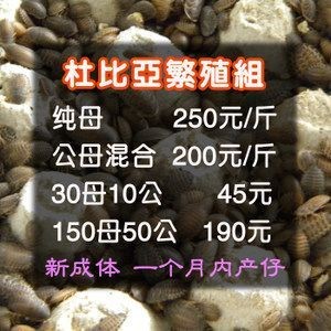 龍魚配合飼料的比例 龍魚配合飼料的比例 龍魚百科 第2張