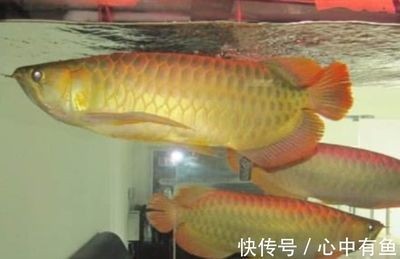 從網上買龍魚可以嗎現在 從網上買龍魚可以嗎現在 龍魚百科 第2張