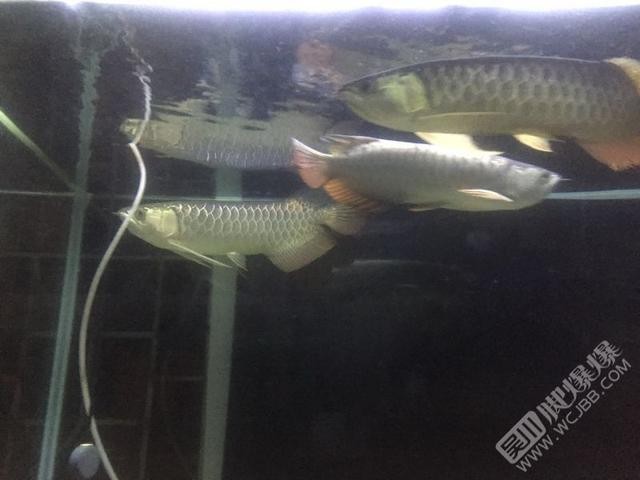 萊蕪二手龍魚:六十厘米長的銀龍魚在廣東潮州值多少錢