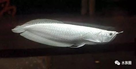 養龍魚如何控制好水質
