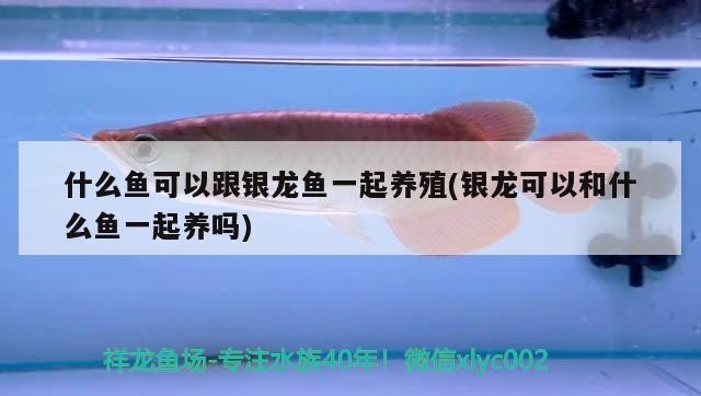 肺魚 什么魚可以跟銀龍魚一起養(yǎng)殖(銀龍可以和什么魚一起養(yǎng)嗎) 銀龍魚百科 什么魚可以跟銀龍魚一起養(yǎng)殖(銀龍可以和什么魚一起養(yǎng)嗎) 什么魚可以跟銀龍魚一起養(yǎng)殖(銀龍可以和什么魚一起養(yǎng)嗎) 銀龍魚百科