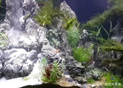 觀賞魚缸換水的正確方法：觀賞魚缸換水步驟及注意事項