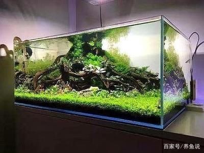 觀賞魚缸換水的正確方法：觀賞魚缸換水步驟及注意事項