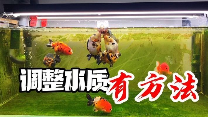 藍底金龍魚需要多大的飼養缸？，如何選擇適合藍底金龍魚的飼養缸？ 藍底金龍魚需要多大的飼養缸？，如何選擇適合藍底金龍魚的飼養缸？ 龍魚百科 第2張