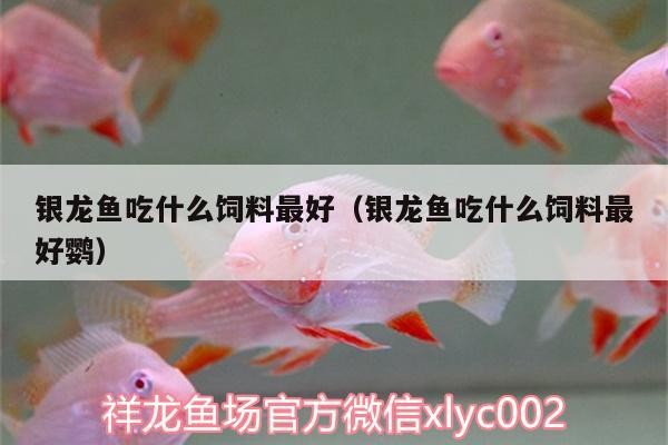 金龍魚放大后有哪些細節觀察,金龍魚放大后的細節觀察顯示,其身體結構復雜且精細 龍魚百科 第1張 金龍魚放大后有哪些細節觀察,金龍魚放大后的細節觀察顯示,其身體結構復雜且精細 金龍魚放大后有哪些細節觀察,金龍魚放大后的細節觀察顯示,其身體結構復雜且精細 龍魚百科 第1張