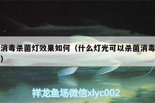 消毒殺菌燈效果如何（什么燈光可以殺菌消毒） 消毒殺菌燈效果如何（什么燈光可以殺菌消毒） 銀龍魚百科 第2張