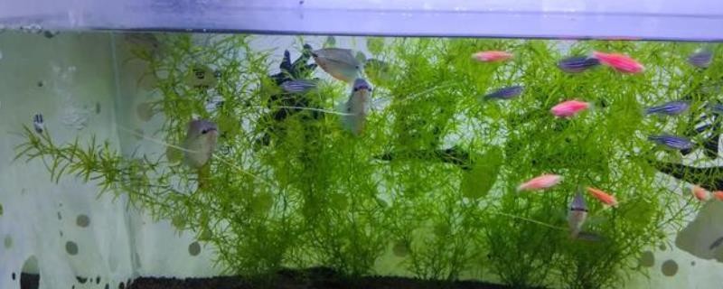 大豐市森森生態水族館（大豐市森森生態水族館電話）