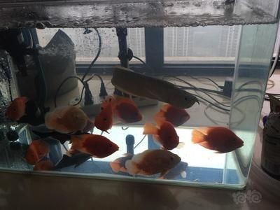龍魚到家10天不開口了