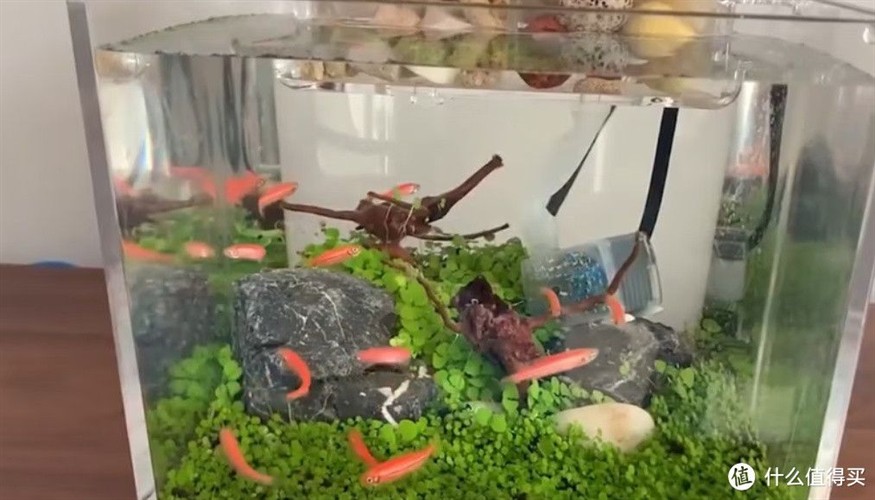 過濾的魚缸一般多久換一次水：過濾的魚缸一般兩周換一次水嗎？ 過濾的魚缸一般多久換一次水：過濾的魚缸一般兩周換一次水嗎？ 魚缸百科 第1張