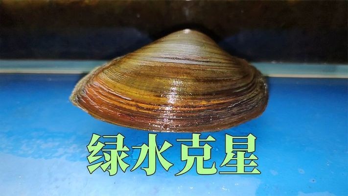 養河蚌在魚缸里有利也有弊：養河蚌在魚缸里有其好處和需要注意的問題和需要注意的問題