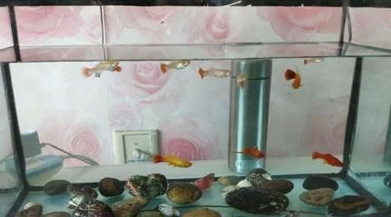 紅箭魚飼養(yǎng)技巧：火山石與紅箭魚火山石的飼養(yǎng)技巧想要養(yǎng)好紅箭魚了解一下 紅箭魚飼養(yǎng)技巧：火山石與紅箭魚火山石的飼養(yǎng)技巧想要養(yǎng)好紅箭魚了解一下 魚缸百科 第3張