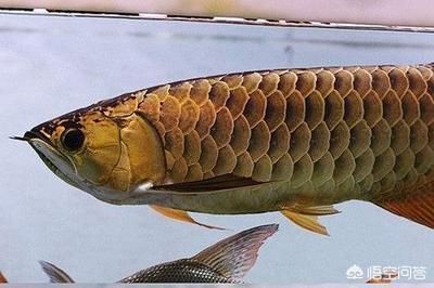 龍魚吃飽了從哪里看出來