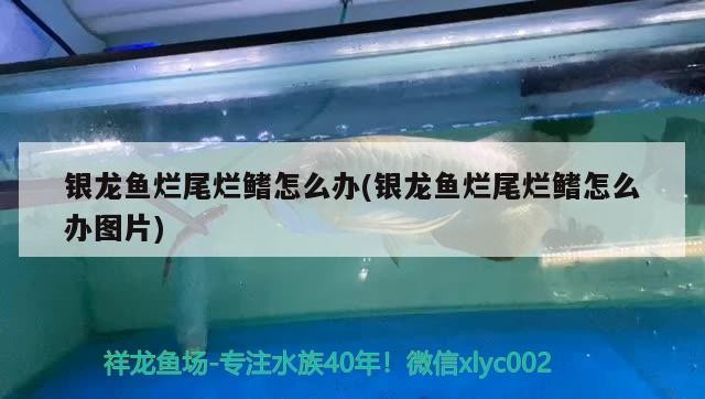 銀龍魚爛尾爛鰭怎么辦(銀龍魚爛尾爛鰭怎么辦圖片)