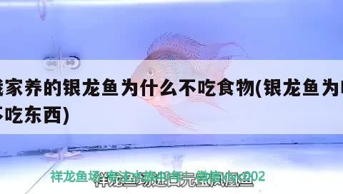 我家養的銀龍魚為什么不吃食物(銀龍魚為啥不吃東西)