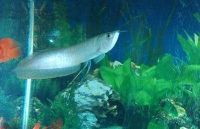 龍魚體表寄生蟲怎么治療好的快一點 龍魚體表寄生蟲怎么治療好的快一點 龍魚百科 第1張