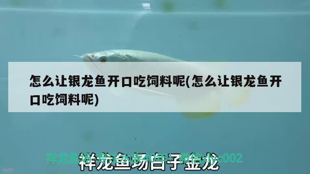 怎么讓銀龍魚開口吃飼料呢(怎么讓銀龍魚開口吃飼料呢) 怎么讓銀龍魚開口吃飼料呢(怎么讓銀龍魚開口吃飼料呢) 銀龍魚百科