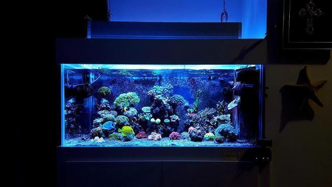 南京阿魁水族店（南京阿魁水族店電話）
