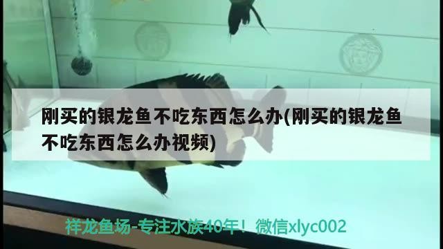 剛買的銀龍魚不吃東西怎么辦(剛買的銀龍魚不吃東西怎么辦視頻) 剛買的銀龍魚不吃東西怎么辦(剛買的銀龍魚不吃東西怎么辦視頻) 銀龍魚百科