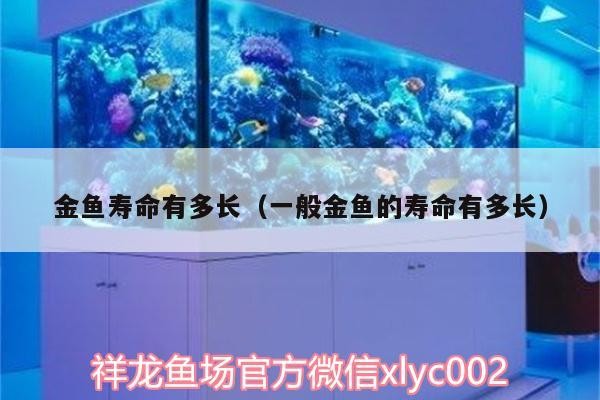 金魚(yú)壽命有多長(zhǎng)（一般金魚(yú)的壽命有多長(zhǎng)） 金魚(yú)壽命有多長(zhǎng)（一般金魚(yú)的壽命有多長(zhǎng)） 銀龍魚(yú)百科