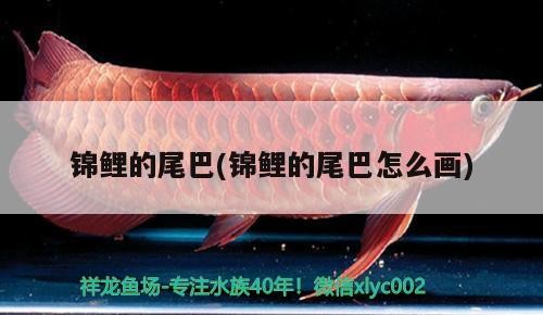 錦鯉的尾巴(錦鯉的尾巴怎么畫)