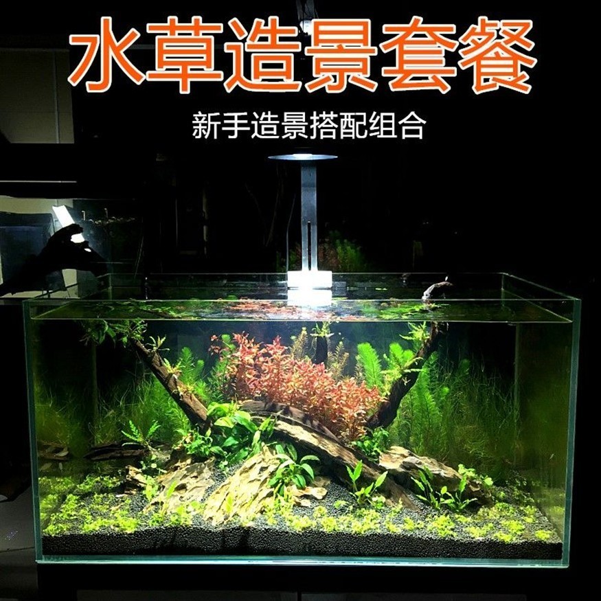 北方魚缸水草怎么養護:北方魚缸中的水草養護需要注意的幾個方面,水草養護要注意 魚缸百科 第1張 北方魚缸水草怎么養護:北方魚缸中的水草養護需要注意的幾個方面,水草養護要注意 北方魚缸水草怎么養護:北方魚缸中的水草養護需要注意的幾個方面,水草養護要注意 魚缸百科 第1張