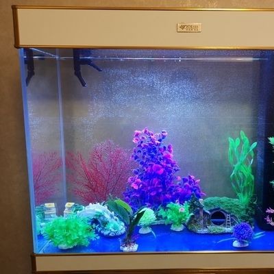 銀龍魚能活多少年:我養了一條17公分長的銀龍