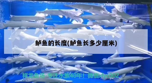 鱸魚的長度(鱸魚長多少厘米)