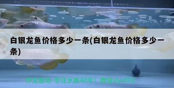 白銀龍魚價格多少一條(白銀龍魚價格多少一條)