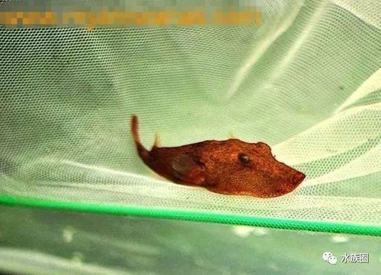 狗頭魚魚缸底色和背景顏色選擇：狗頭魚的魚缸底色和背景顏色的選擇