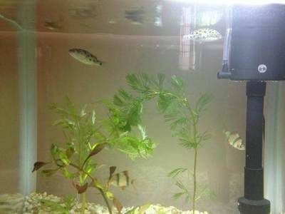 魚(yú)缸長(zhǎng)青苔怎么辦?:底濾魚(yú)缸和水草缸長(zhǎng)青苔的對(duì)比 魚(yú)缸百科 第1張 魚(yú)缸長(zhǎng)青苔怎么辦?:底濾魚(yú)缸和水草缸長(zhǎng)青苔的對(duì)比 魚(yú)缸長(zhǎng)青苔怎么辦?:底濾魚(yú)缸和水草缸長(zhǎng)青苔的對(duì)比 魚(yú)缸百科 第1張