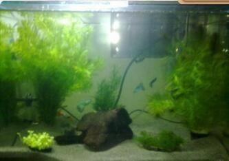 魚(yú)缸長(zhǎng)青苔怎么辦？：底濾魚(yú)缸和水草缸長(zhǎng)青苔的對(duì)比 魚(yú)缸長(zhǎng)青苔怎么辦？：底濾魚(yú)缸和水草缸長(zhǎng)青苔的對(duì)比 魚(yú)缸百科 第3張