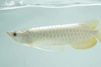龍魚被凍暈了 龍魚被凍暈了 龍魚百科 第2張