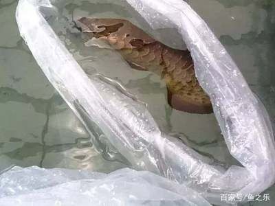 龍魚被凍暈了 龍魚被凍暈了 龍魚百科 第3張