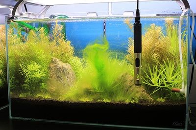 魚缸長綠藻怎么辦：燈光照射魚缸綠藻生長需要什么條件視頻制作燈光照射魚缸