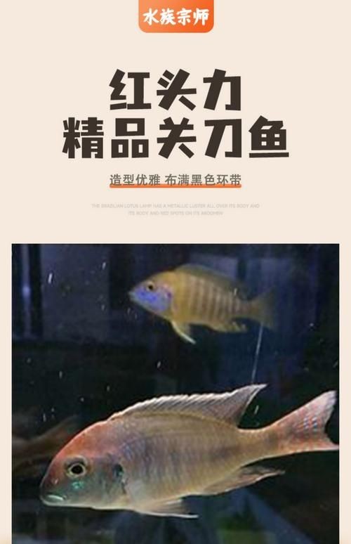 關刀魚最靚是哪種魚圖片，幾種不同風格的10 - 30字標題供你參考，，驚艷！探尋關刀魚家族中最靚品種高清圖片，速看??關刀魚里哪種最靚？超美圖片大揭秘，聚焦關刀魚，究竟何種堪稱最靚？精美