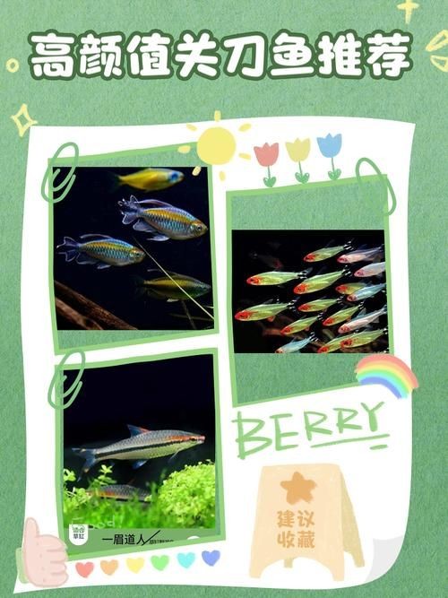 關刀魚最靚是哪種魚圖片，幾種不同風格的10 - 30字標題供你參考，，驚艷！探尋關刀魚家族中最靚品種高清圖片，速看??關刀魚里哪種最靚？超美圖片大揭秘，聚焦關刀魚，究竟何種堪稱最靚？精美