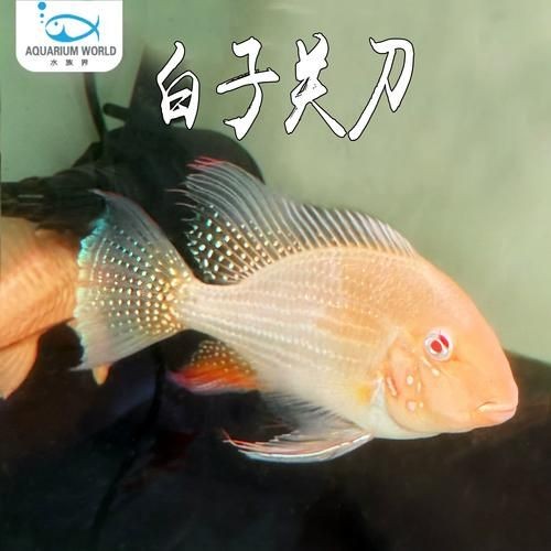 關刀魚最靚是哪種魚圖片，幾種不同風格的10 - 30字標題供你參考，，驚艷！探尋關刀魚家族中最靚品種高清圖片，速看??關刀魚里哪種最靚？超美圖片大揭秘，聚焦關刀魚，究竟何種堪稱最靚？精美