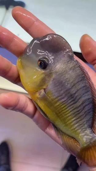 關刀魚最靚是哪種魚圖片，幾種不同風格的10 - 30字標題供你參考，，驚艷！探尋關刀魚家族中最靚品種高清圖片，速看??關刀魚里哪種最靚？超美圖片大揭秘，聚焦關刀魚，究竟何種堪稱最靚？精美