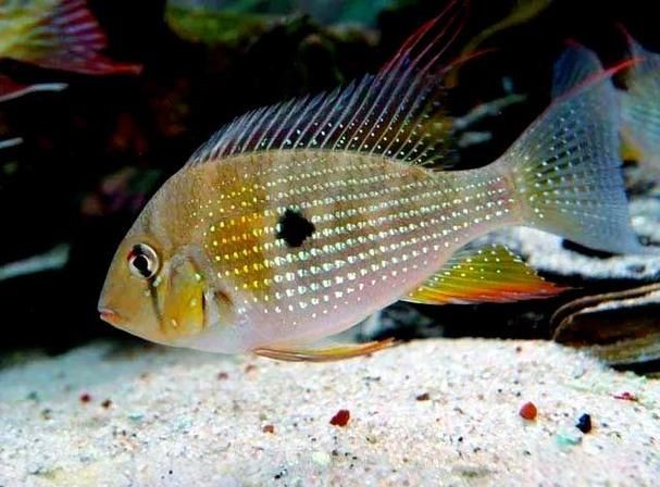 關刀魚最靚是哪種魚圖片，幾種不同風格的10 - 30字標題供你參考，，驚艷！探尋關刀魚家族中最靚品種高清圖片，速看??關刀魚里哪種最靚？超美圖片大揭秘，聚焦關刀魚，究竟何種堪稱最靚？精美