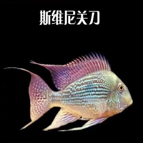 關刀魚最靚是哪種魚圖片，幾種不同風格的10 - 30字標題供你參考，，驚艷！探尋關刀魚家族中最靚品種高清圖片，速看??關刀魚里哪種最靚？超美圖片大揭秘，聚焦關刀魚，究竟何種堪稱最靚？精美