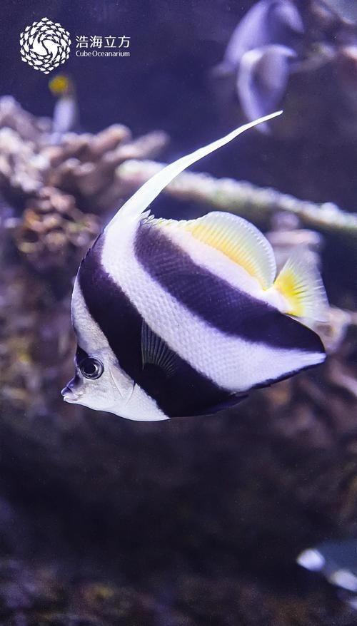 關刀魚最靚是哪種魚圖片，幾種不同風格的10 - 30字標題供你參考，，驚艷！探尋關刀魚家族中最靚品種高清圖片，速看??關刀魚里哪種最靚？超美圖片大揭秘，聚焦關刀魚，究竟何種堪稱最靚？精美